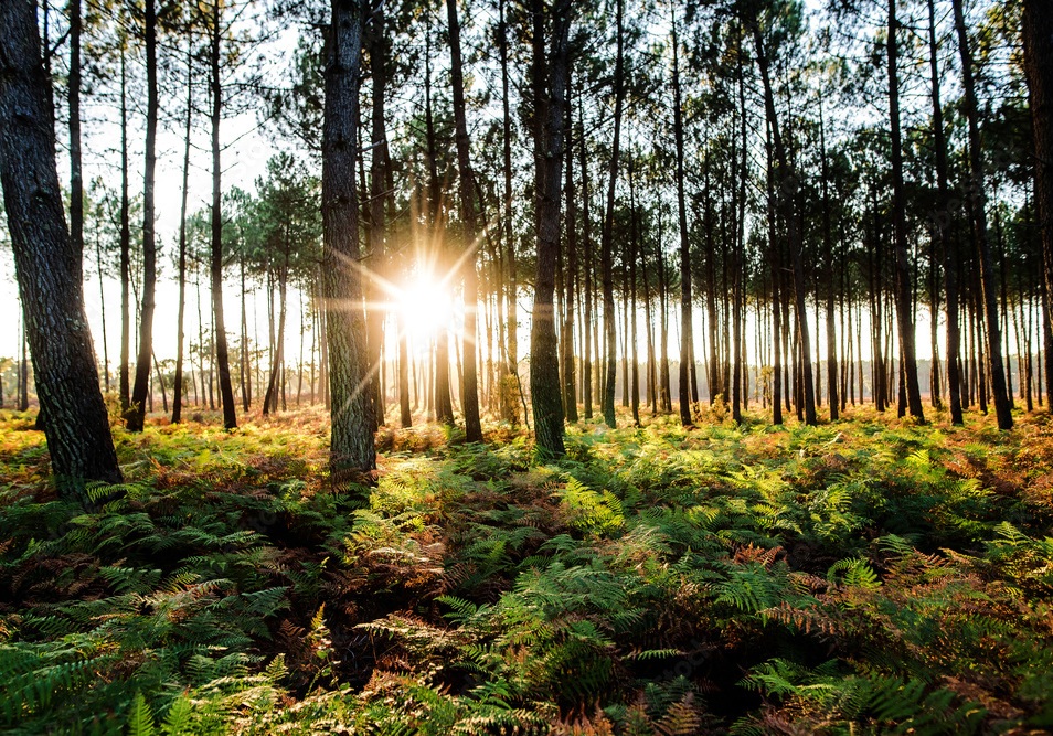 Forêt des Landes au soleil — MGSO, ancré en Gironde et dans les Landes